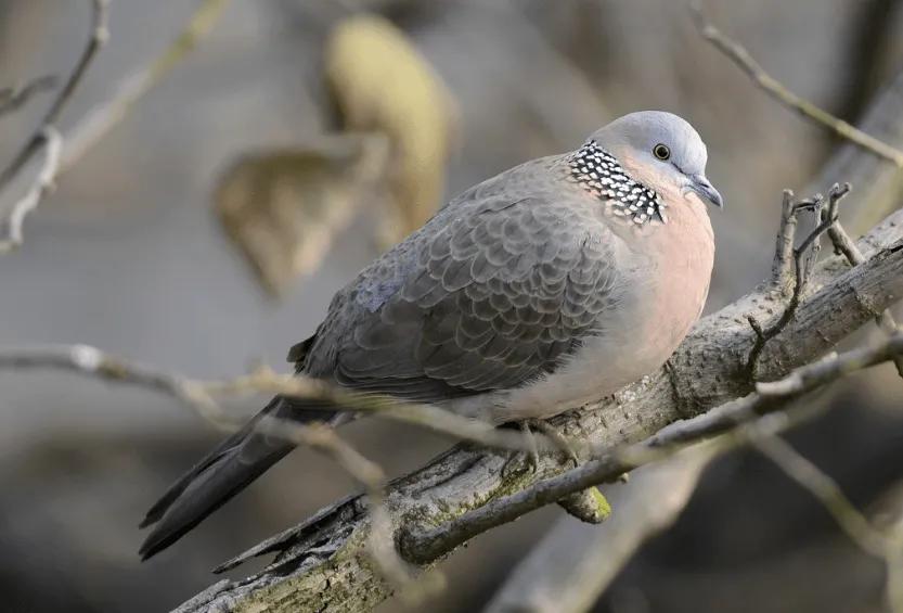 河南农村常见的小鸟,农村常见的黄色肚子小鸟
