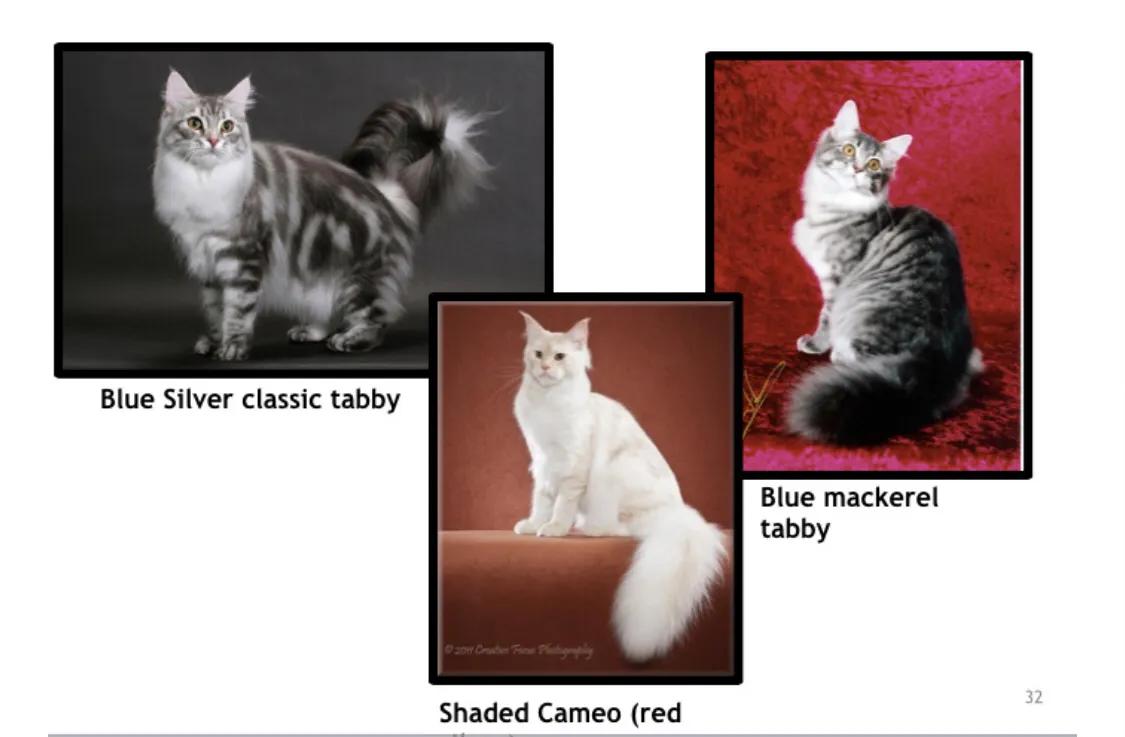 重点布偶和蓝白会配出缅因吗,天选猫耳为什么这么贵