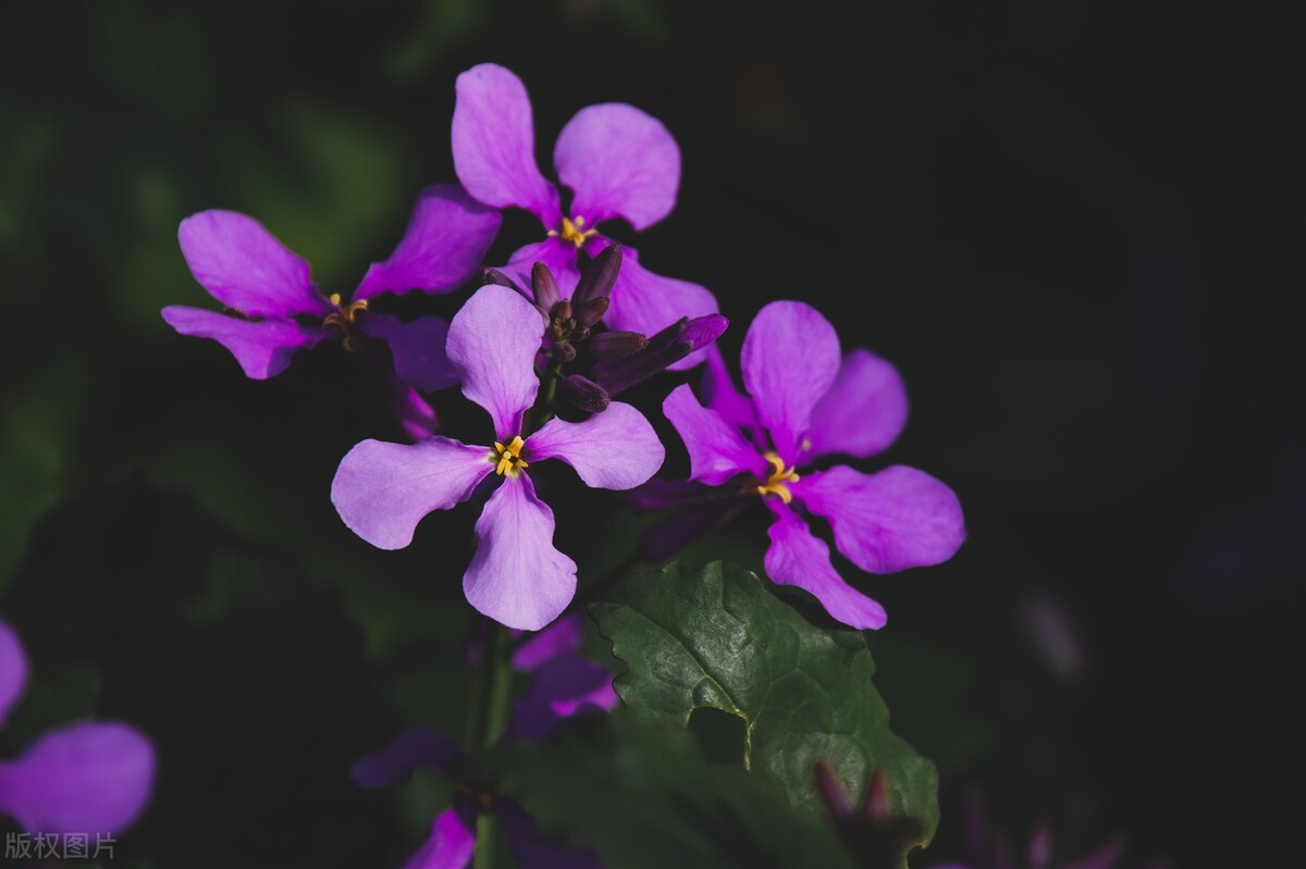 今日颜色,今日五行颜色