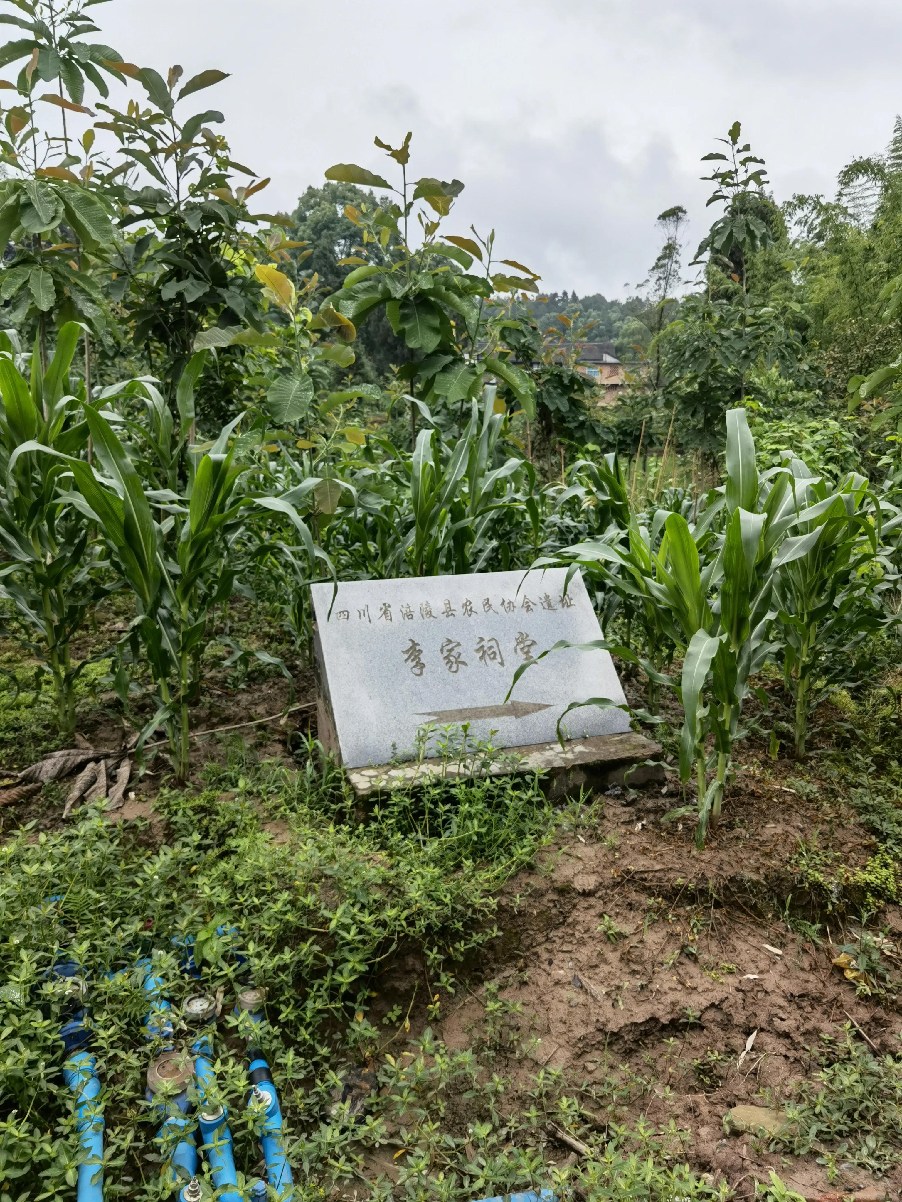 大顺李蔚如,航拍涪陵区大顺镇