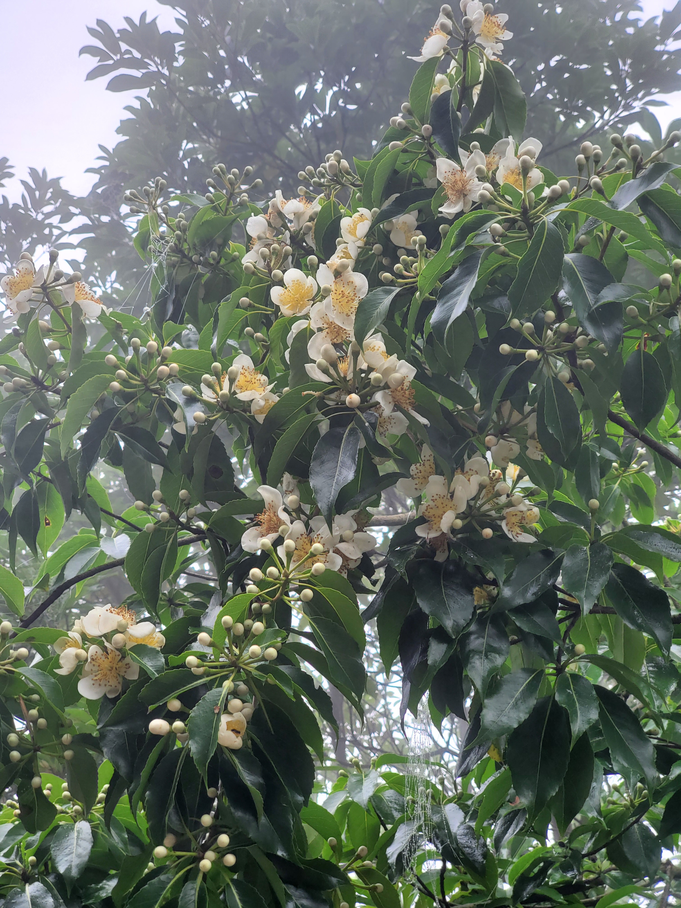 徒步香港大帽山,香港麦径徒步攻略