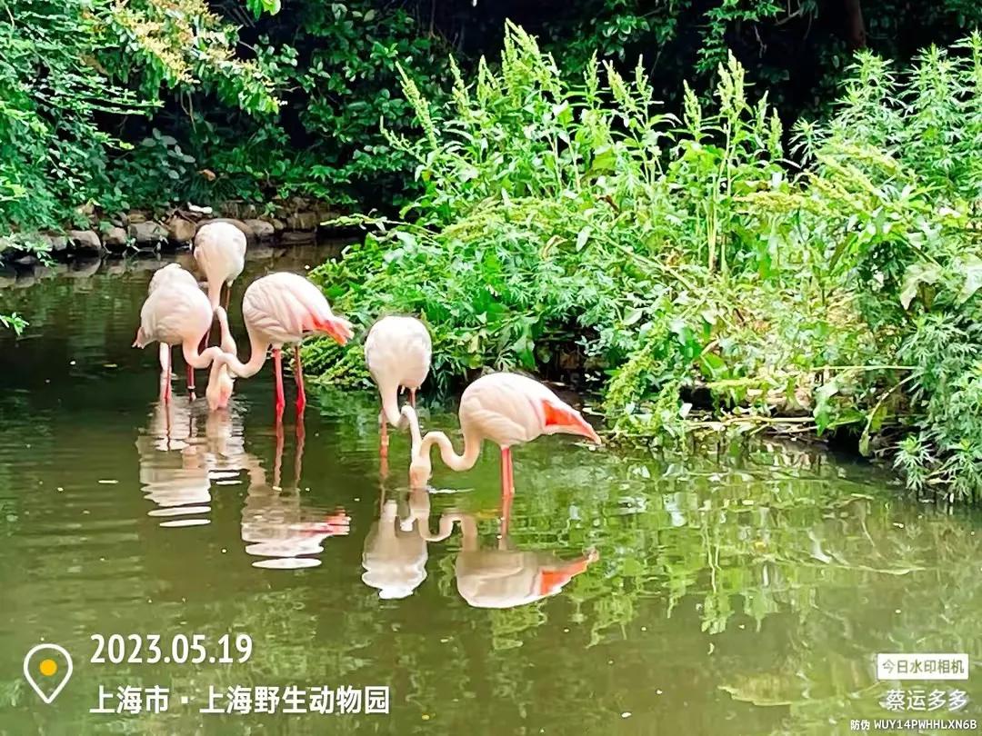 上海野生动物园和上海动物园,上海野生动物园过年营业时间