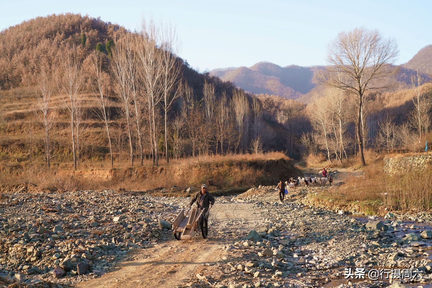 野生灵芝2000多一斤,农民山上发现超大灵芝