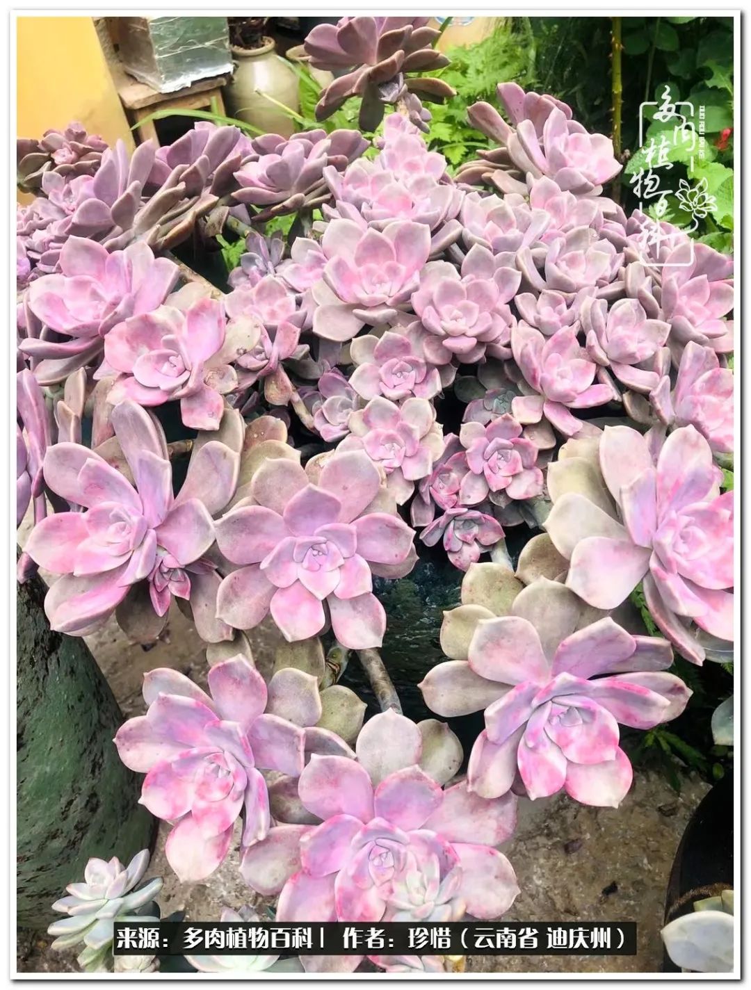 给生命一份淡然还岁月一份从容,给生命留一份洒脱的话