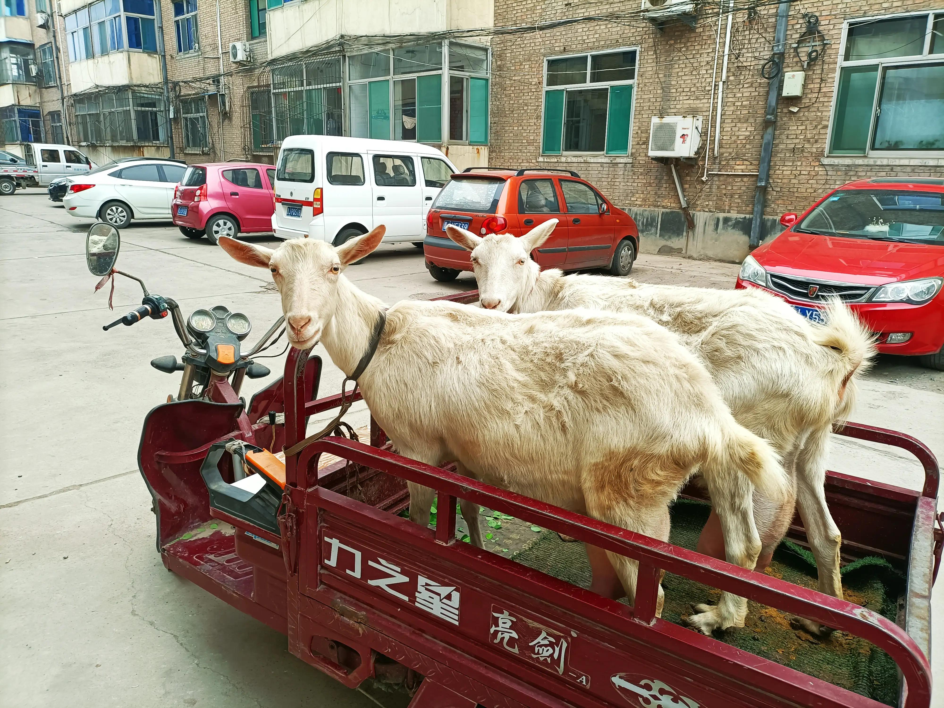 农村养奶羊卖鲜羊奶,三只羊卖羊奶一天能卖多少钱