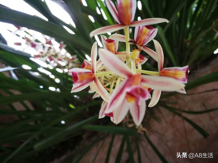 带你认识中华兰花纹瓣兰,顶级纹瓣兰图片