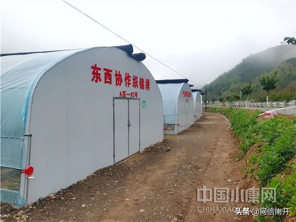 【小村大事｜乡村振兴天津故事纪实·援甘篇】跨越山海同首歌——化岭村奏响现代农业发展“协奏曲”