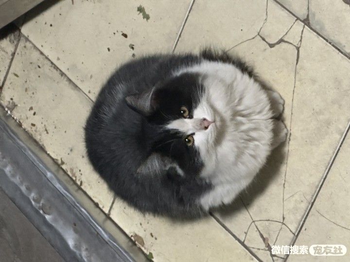 附近宠物店免费领养同城,猫狗领养平台免费赠送狗狗