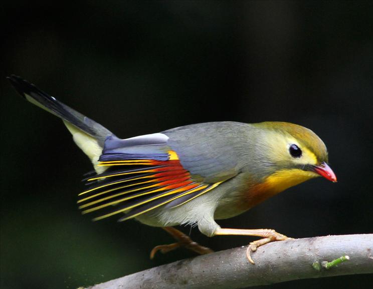 鸟儿大全高清图,高清珍稀鸟动态图片大全