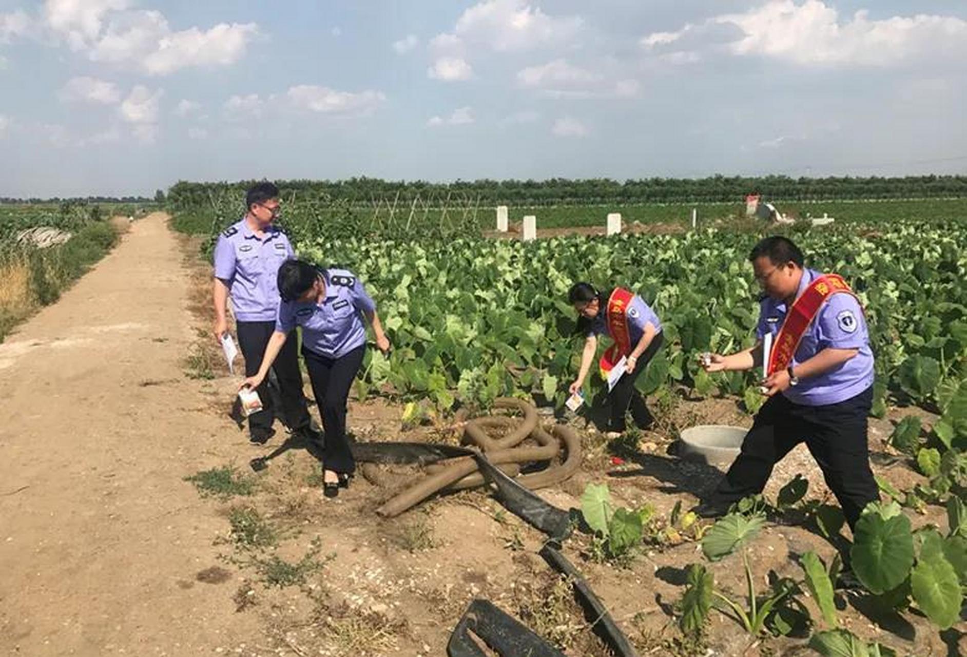 农民在荒地种菜被政府铲除,湖南农田种姜被铲后续
