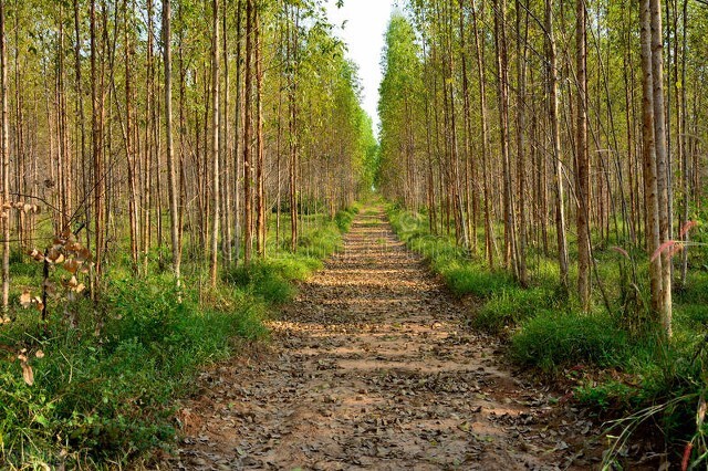 广西桉树影响,蒙眼狂奔完整视频