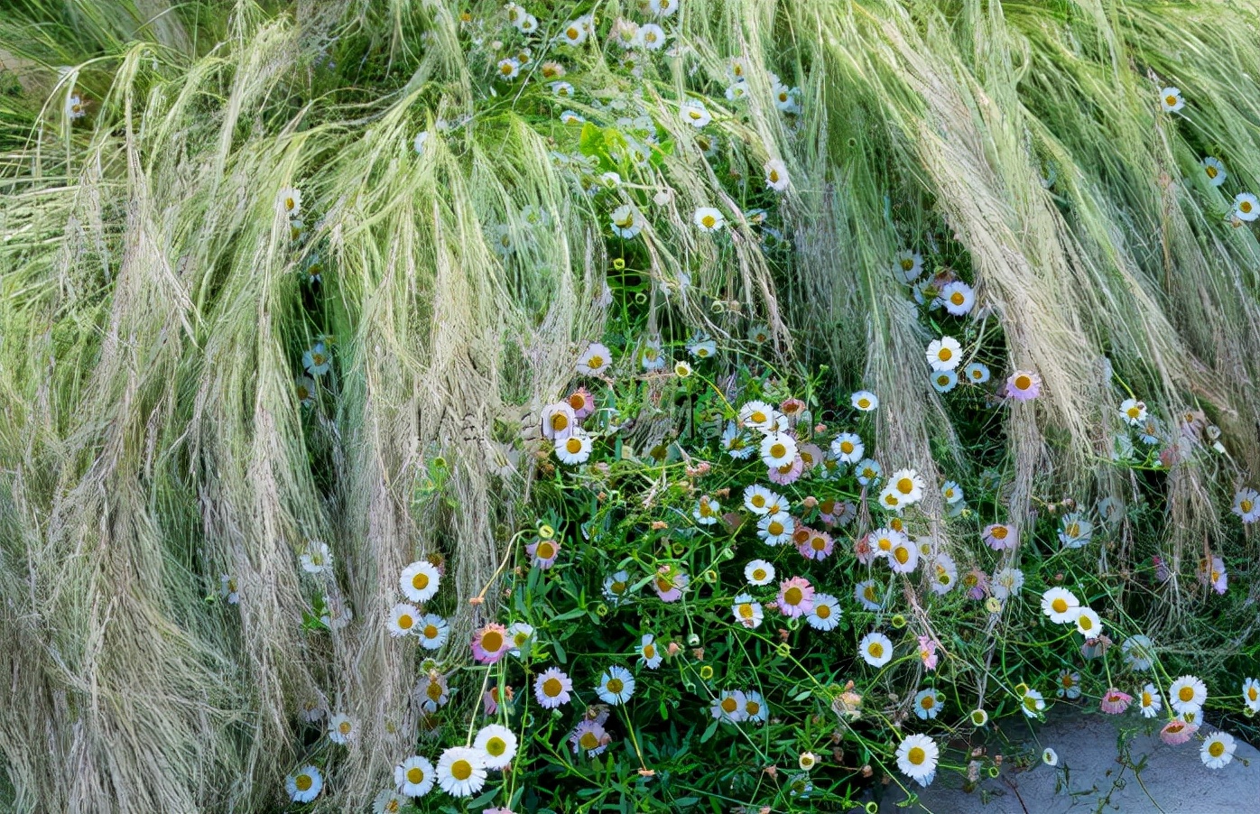花园适合种的植物,在花园种植哪些植物比较适合