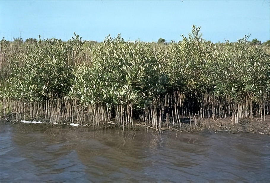 红树林的三个奇特之处,三亚湾红树林动物乐园