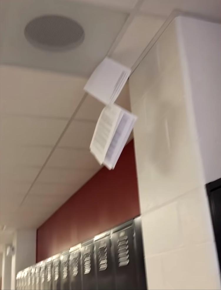 20张让人开怀大笑的猫咪照片,100张有趣猫咪照