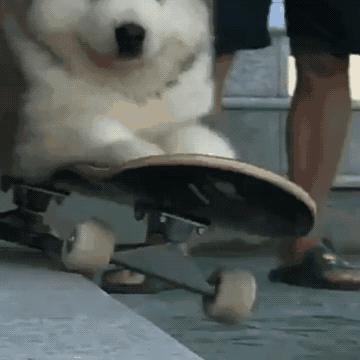 养阿拉斯加的几大事项,养阿拉斯加犬注意事项