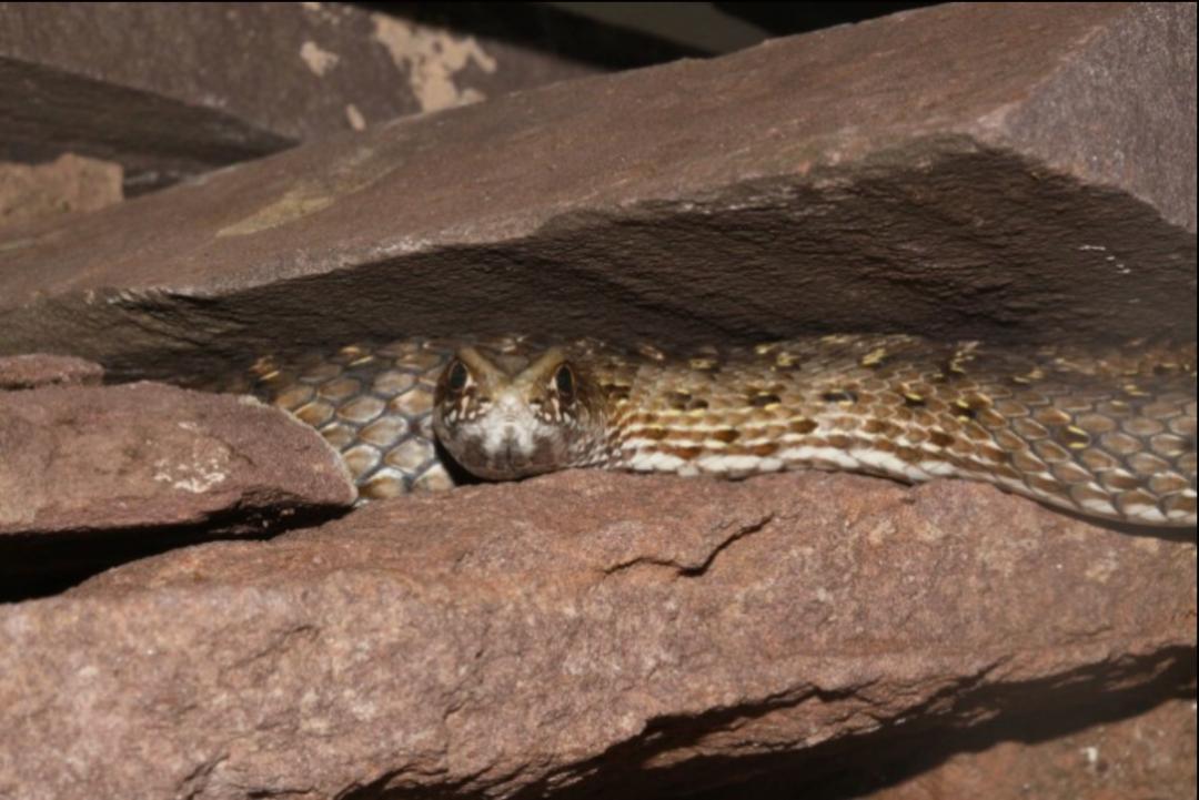 「原来欧洲有这么多种蛇？！」偷师卡塞尔的豢龙大师·下