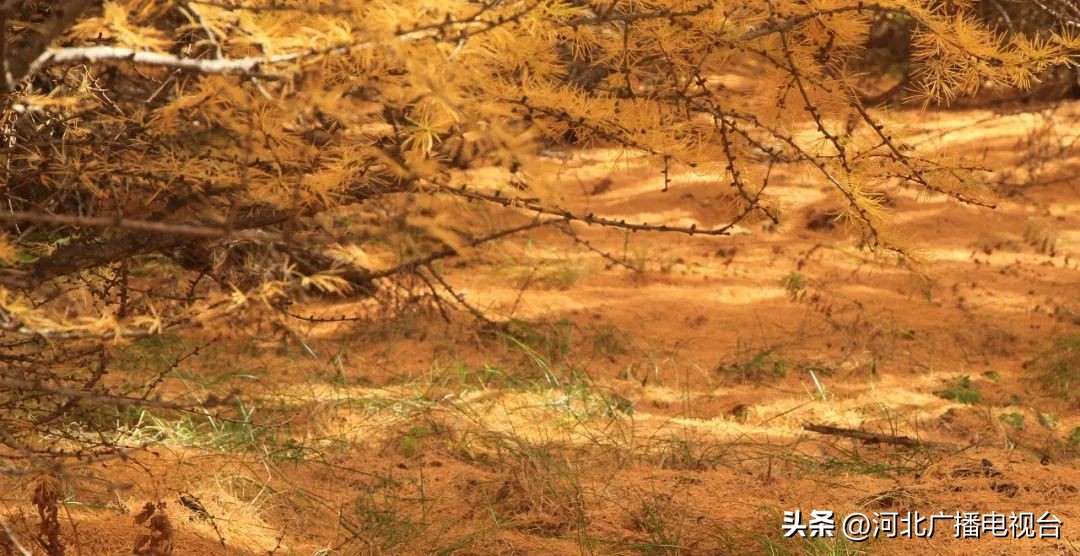 十月中旬去承德旅游,承德坝上十月一旅游攻略