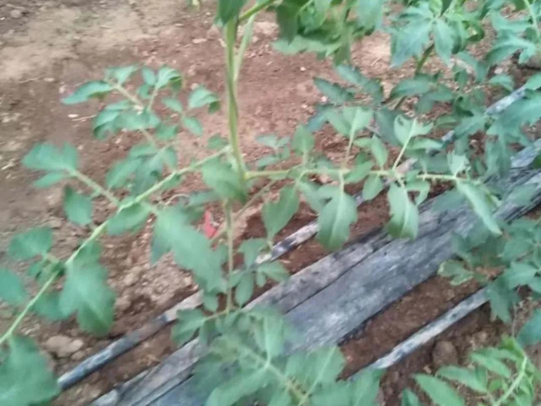 西红柿花少坐果率低怎么解决,西红柿开花坐果慢怎么办