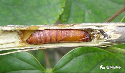 蛀干害虫为害症状识别,什么是蛀干害虫