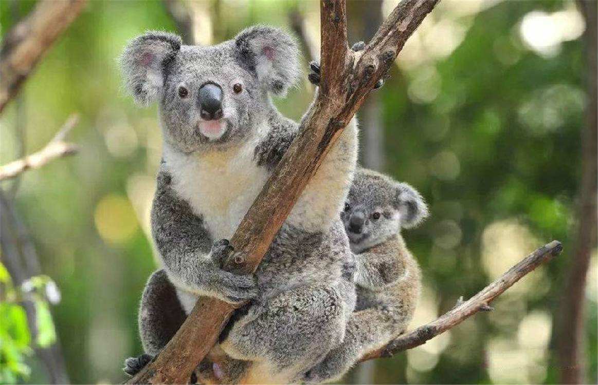 有趣的动物学习行为视频,动物有趣的学习行为