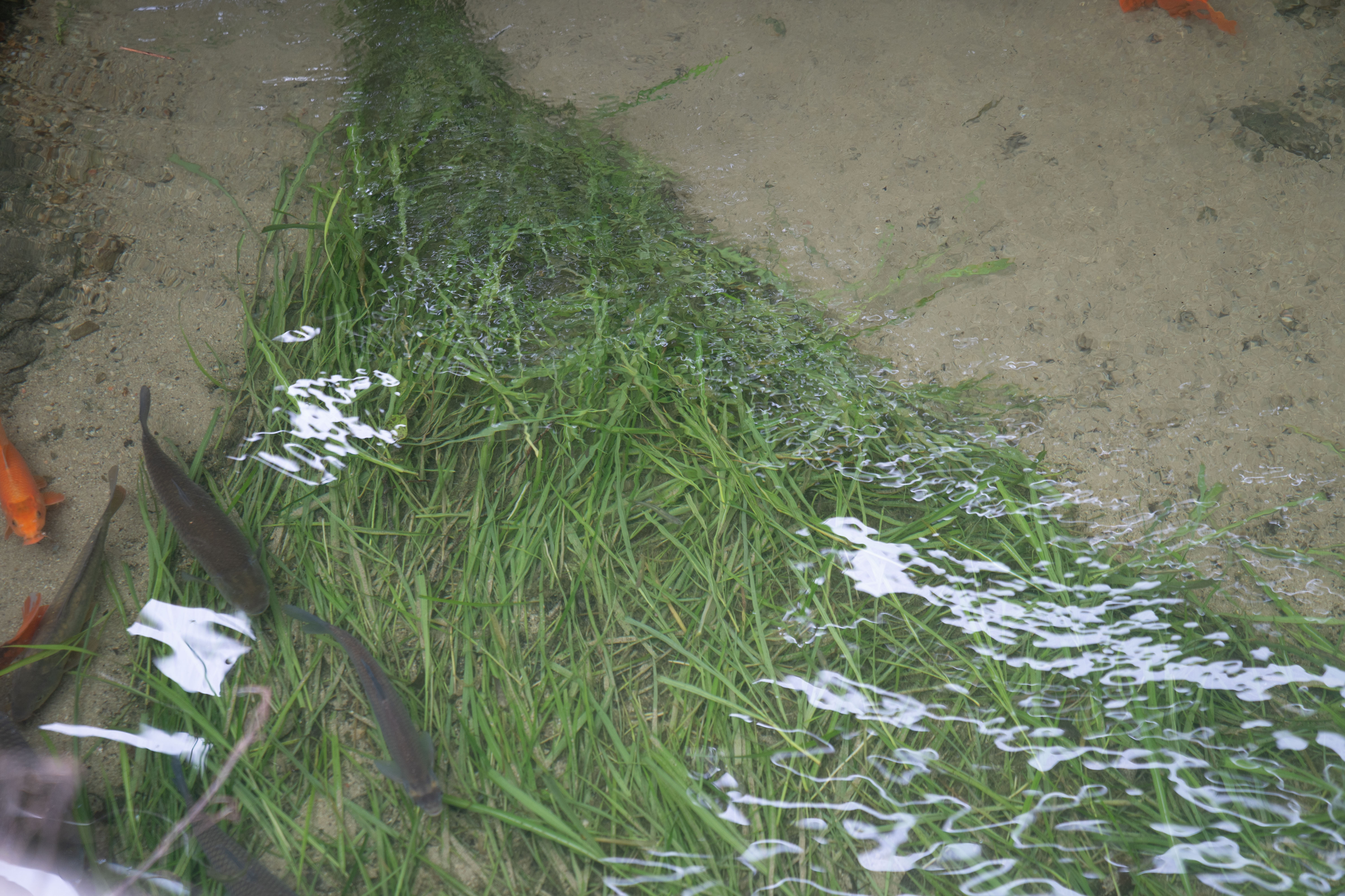 衢州哪里的鱼最好吃,衢州吃清水鱼最好的地方