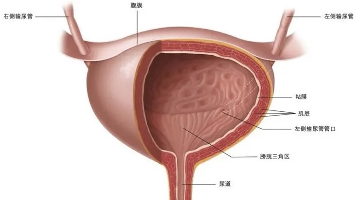 一个单身女人的婚前疑惑,一位单身女性的疑惑