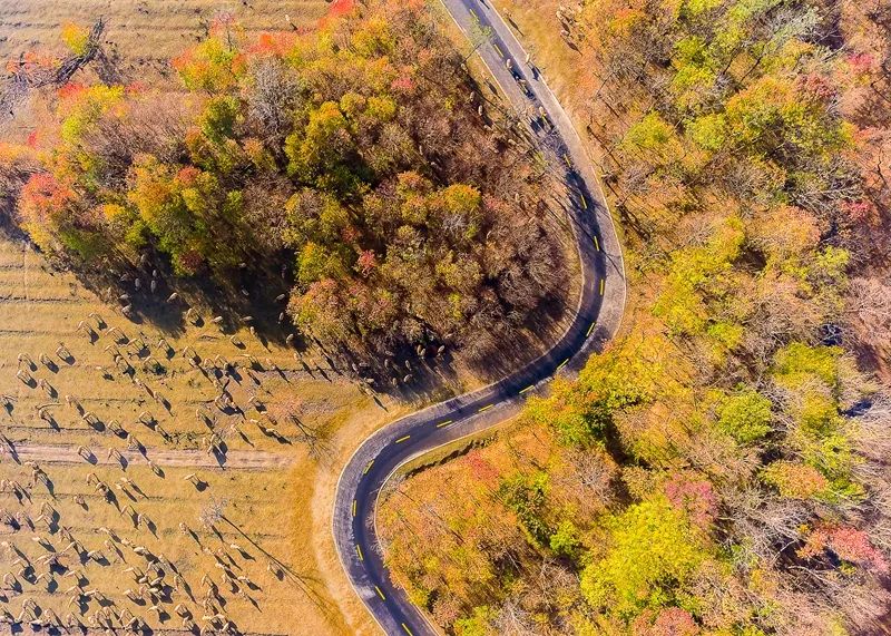 神奇盐城黄海湿地，600年前被施耐庵装进了《水浒传》|方志江苏