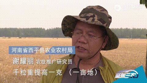 特大粒特大穗小麦种,矮杆大穗小麦什么品种好