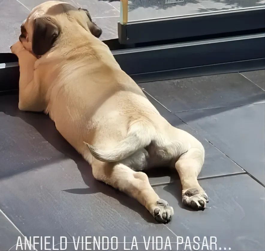 足球队吉祥物动物,足球球星的宠物