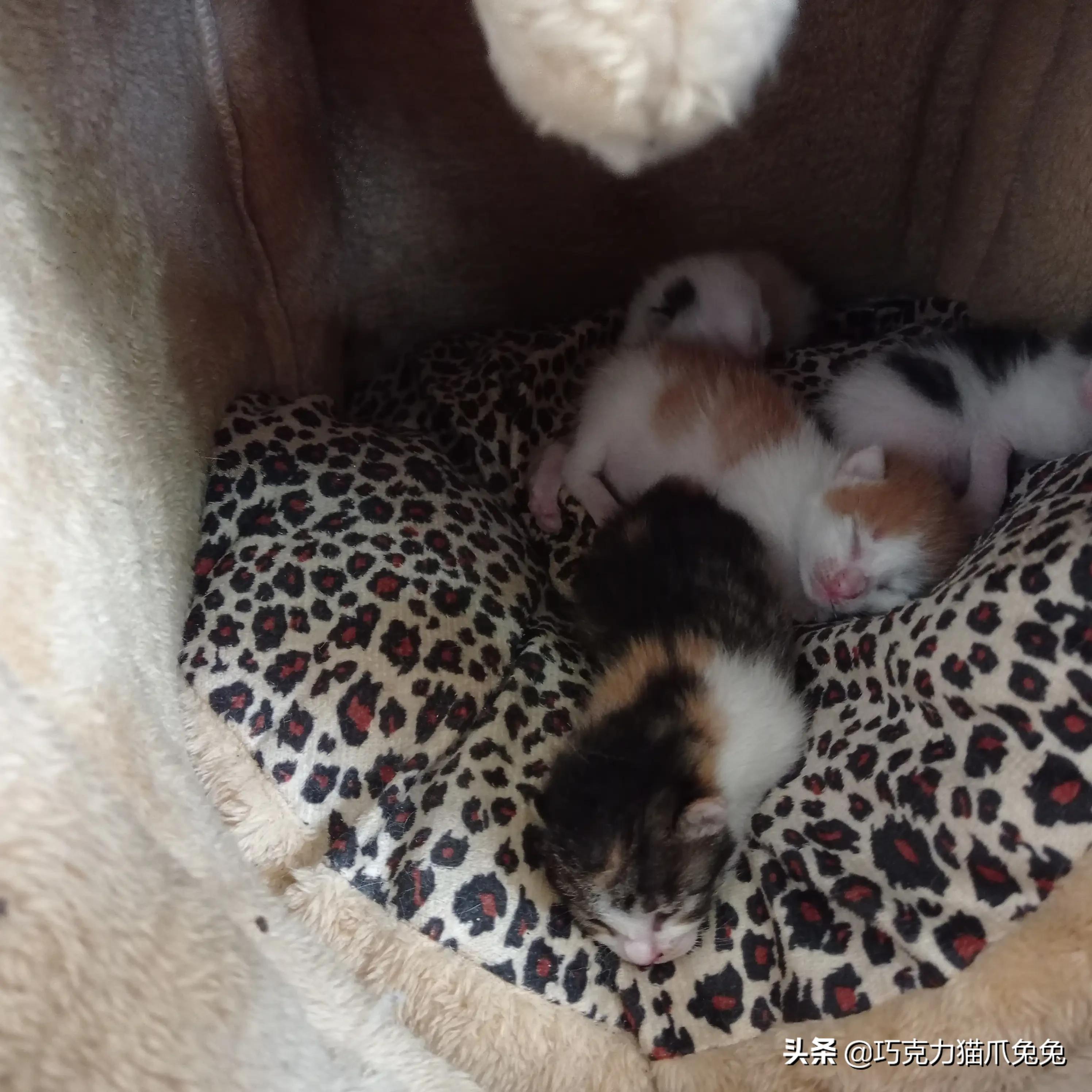 养猫感觉喉咙有毛,养猫感觉屋里味道难闻有危害