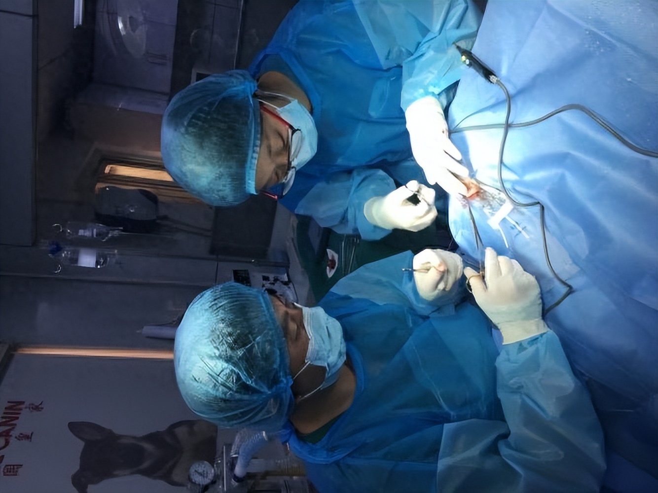 卫生间里的小飞虫是什么,厕所有小黑虫像蛆的虫子怎么灭杀