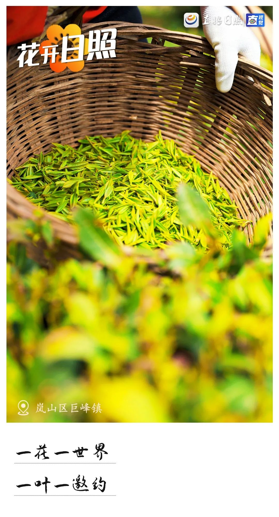 最美日照春暖花开,日照春暖花开旅游