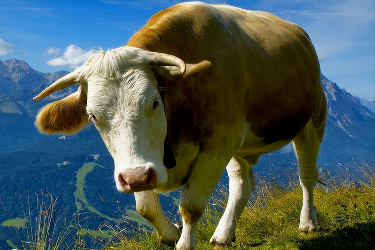 牛胃移位症状,牛胃翻转症状及治疗