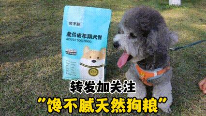 养比熊千万要记住的饲养知识,养比熊的正确方法和注意事项