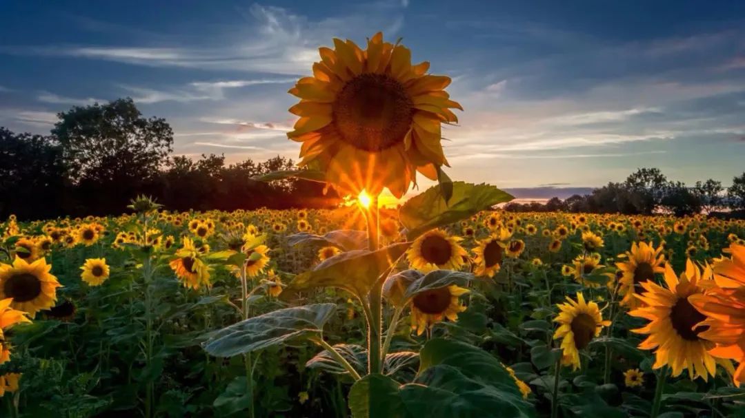 浦江郊野公园奇迹花园区几点关门,浦江郊野公园奇迹花园区要收费吗