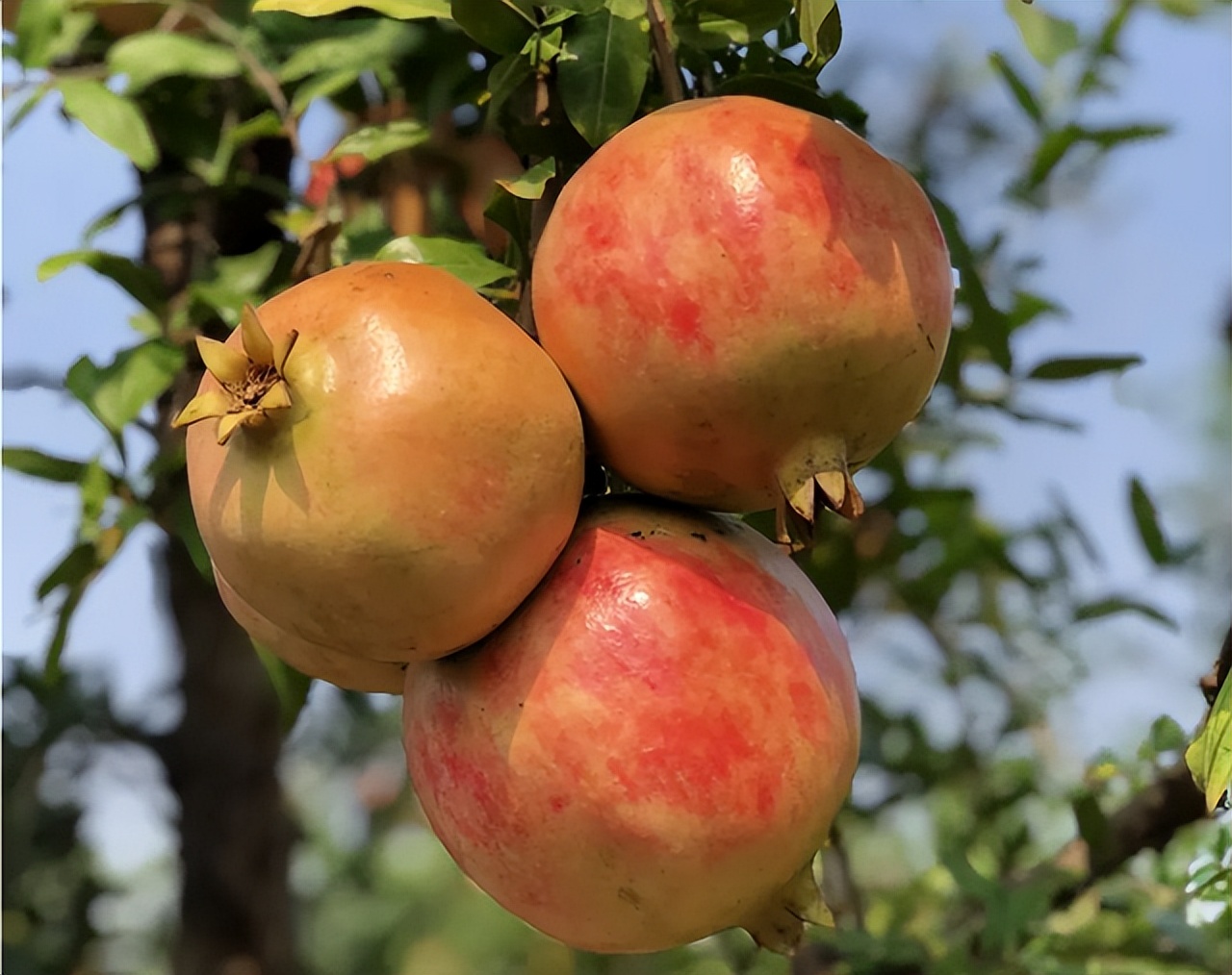 石榴突尼斯软籽石榴特点,石榴突尼斯