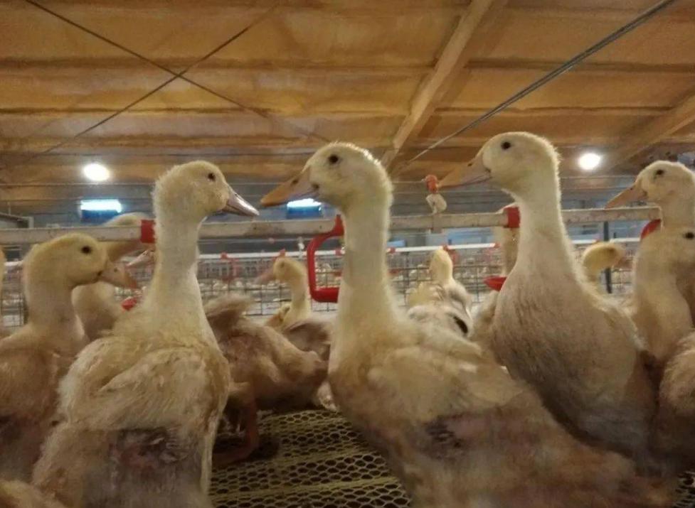 肉鸭风热感冒咳嗽怎么治疗,肉鸭肺炎怎么引起的