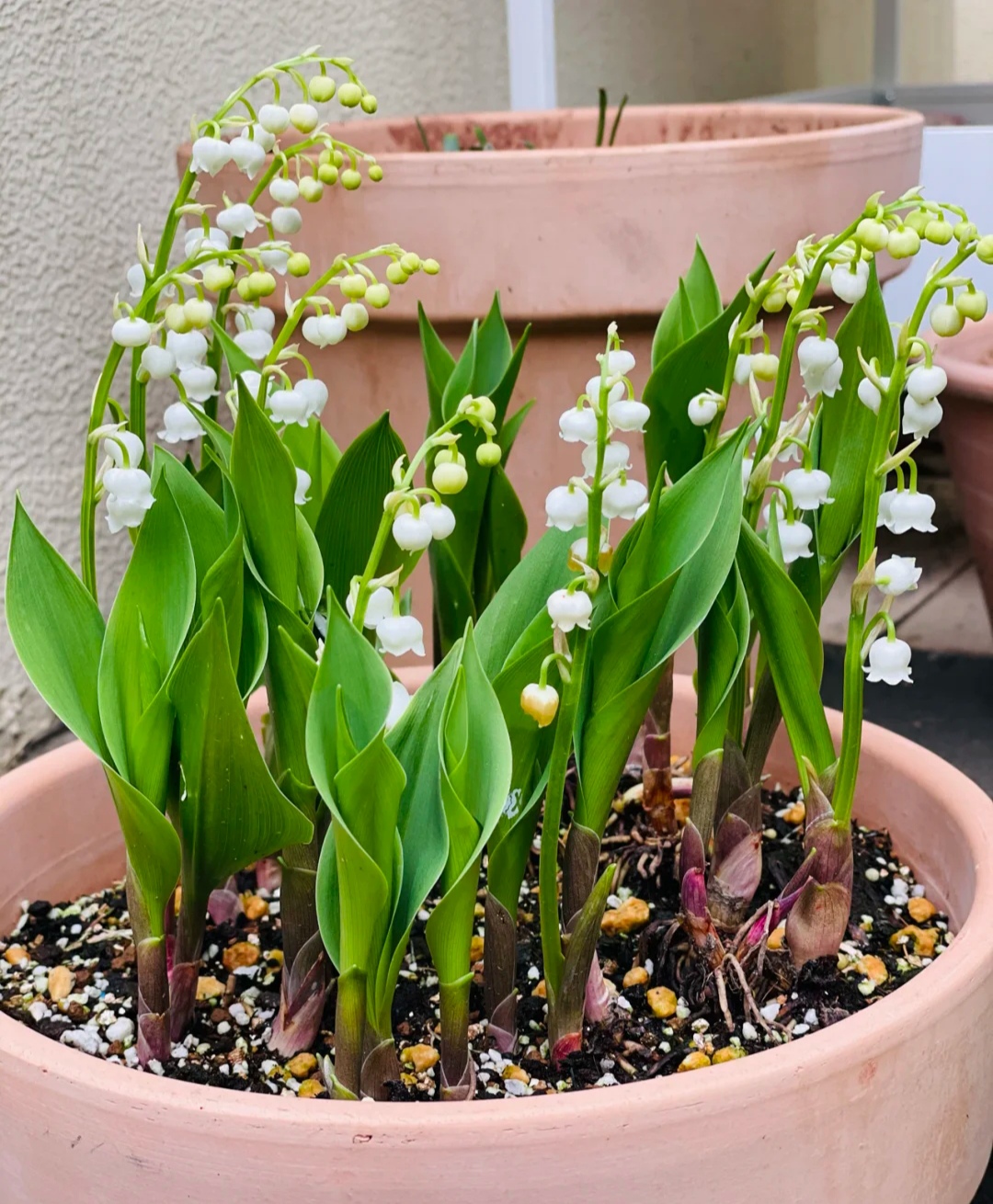 家庭客厅养什么花好看又旺财,客厅最吉祥的三种花