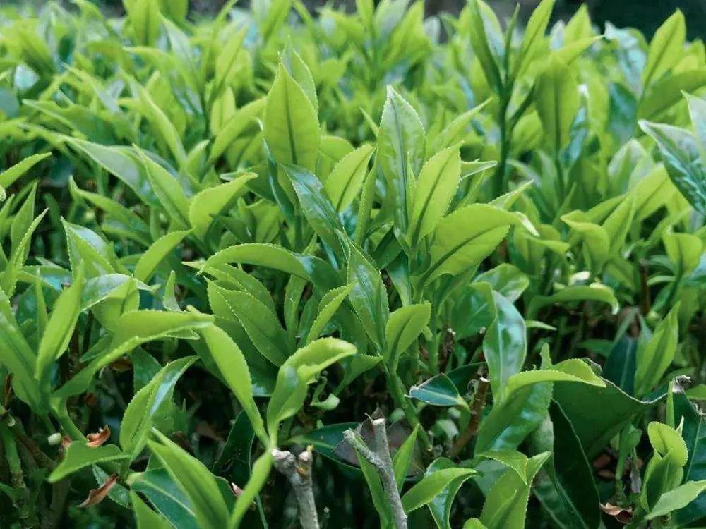 潮州凤凰茶销量,潮州凤凰茶批发