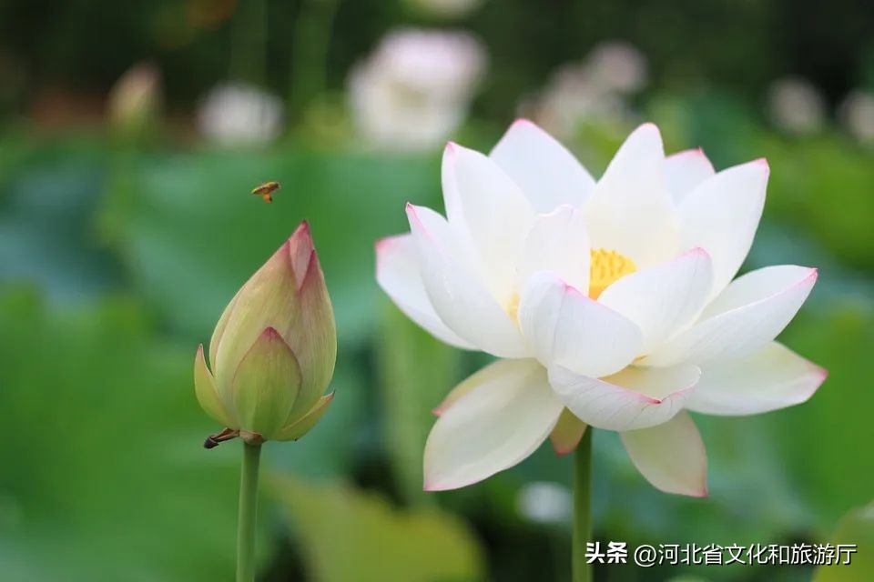 9首茶香弥漫的经典诗词值得一读,十首荷美诗词美醉了整个夏天