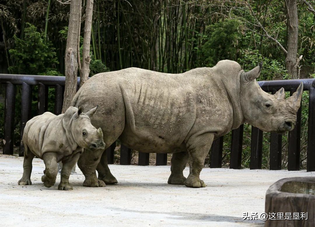 山东9个5a免费景区名单2020,山东免费4a景点排名一览表