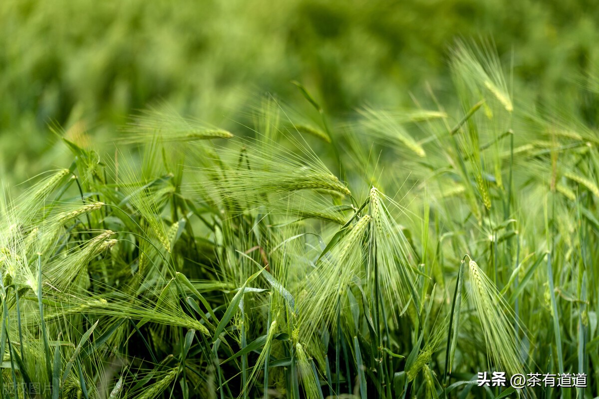 青稞酥油茶，雪域高原上藏族传统茶饮