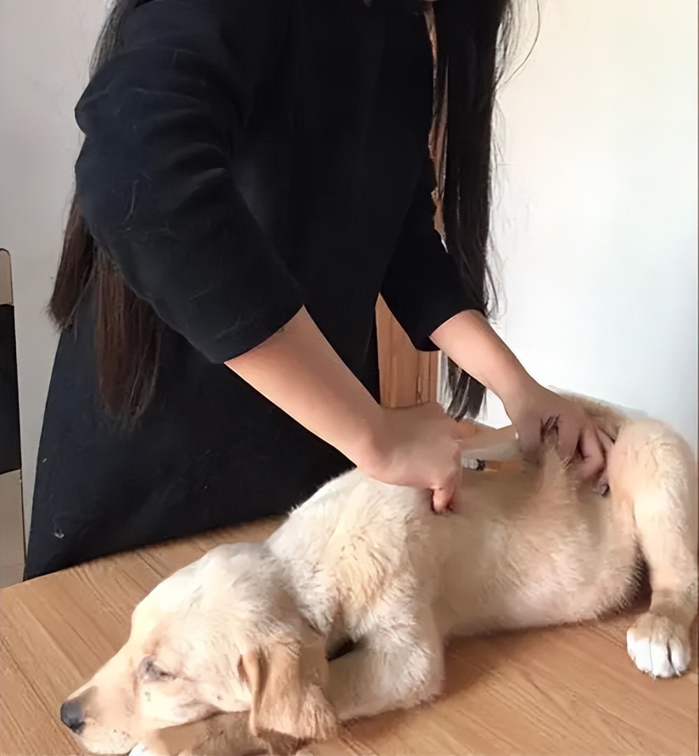 拉布拉多怎么避免肥胖,养一只拉布拉多一个月花多少钱