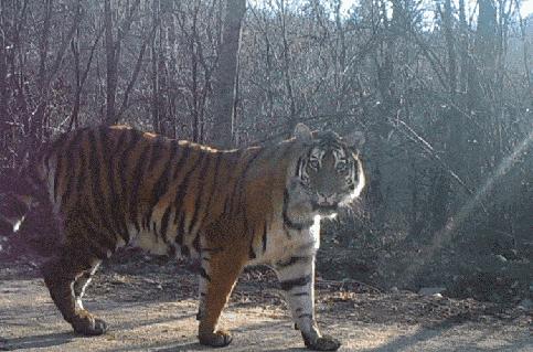 遇到老虎如何保命千万不要逃跑,在野外遇到老虎应该怎么自救