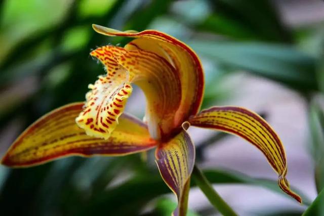 虎字植物,带虎字的花有哪些