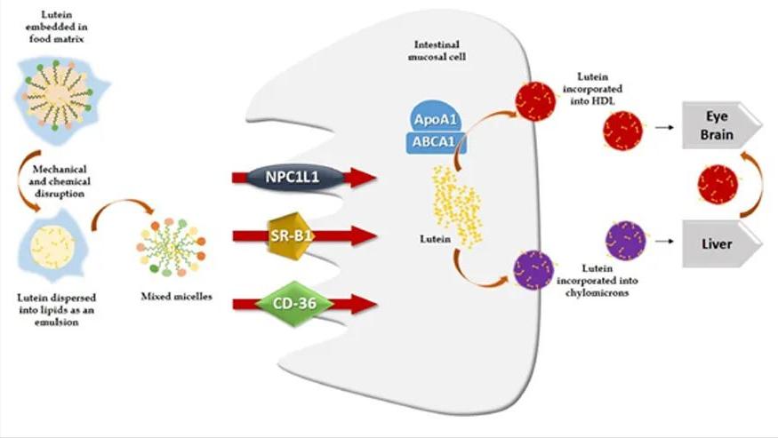 叶黄素我们真的需要吗,爱护叶黄素