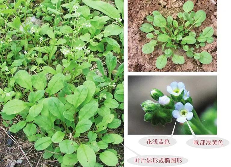 野外生存植物知识大全,野外生存技巧吃野菜野鱼