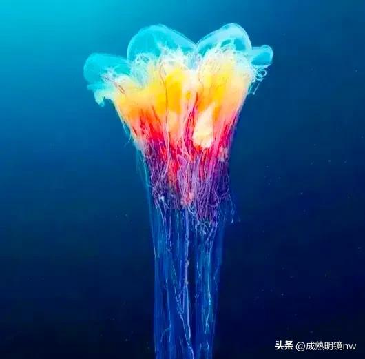 奇怪又美丽的水母,透明漂亮的水母