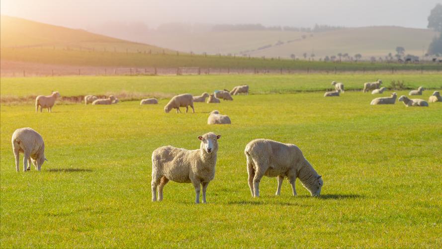 澳大利亚vs新西兰战况,地狱难度开局翻盘