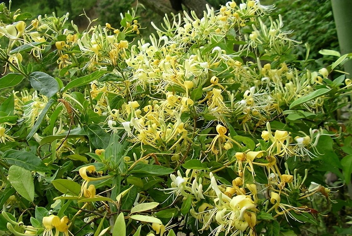 如何进行金银花栽培管理，有没有什么注意事项?